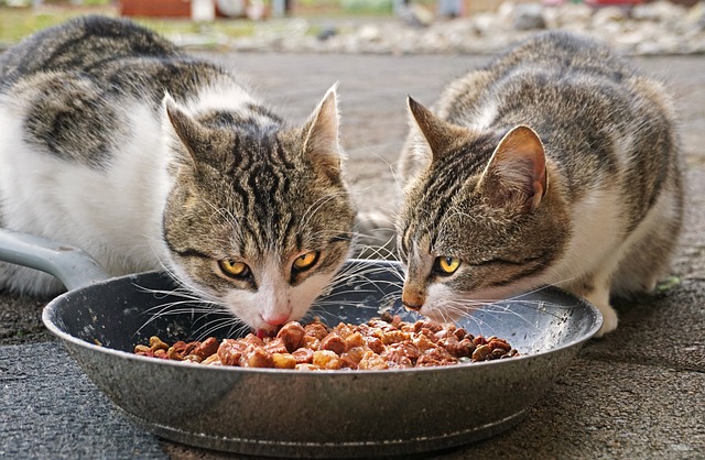 kat snacks