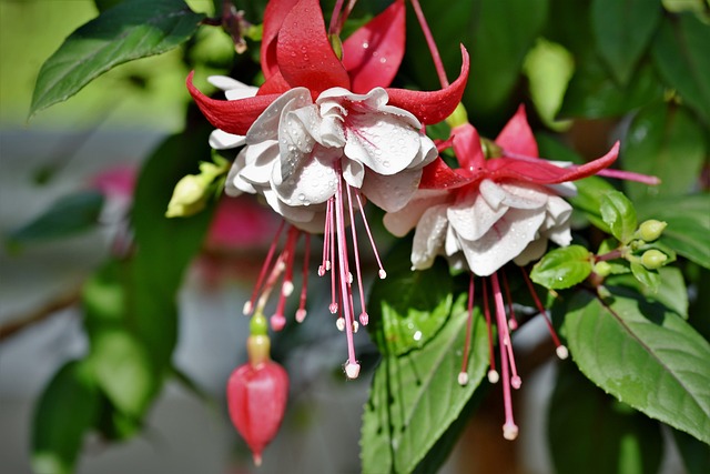 fuchsia-4361655_640 Fuchsia's stekken