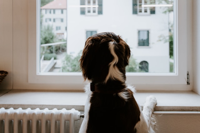 hond voor de verwarming verwarming