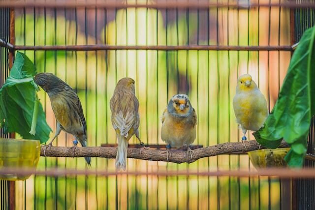 vogel als huisdier vogel als huisdier