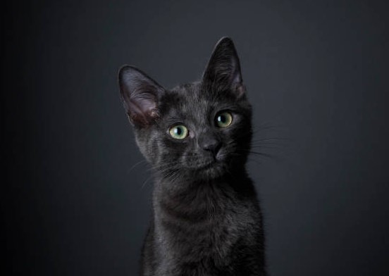 asielkat-adopteren Asielkat adopteren