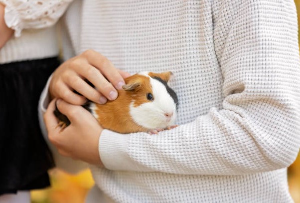 cavia Cavia