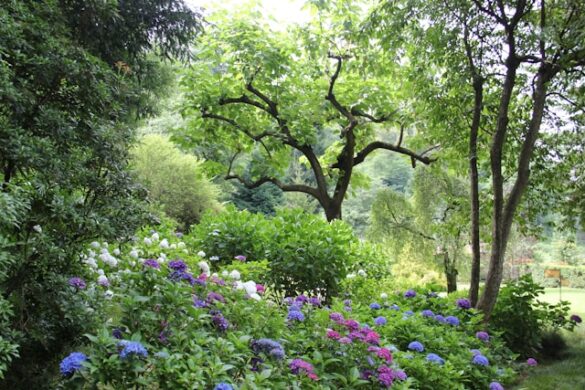 boom in kleine tuin